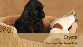  Presentation with old dog - Slides enhanced with puppy in dog bed - seven background and a yellow colored foreground