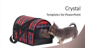  Presentation with transportation - Slides consisting of puppy is looking for its background and a white colored foreground