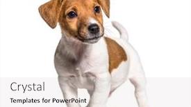  Presentation with dog park animal jack - Presentation theme consisting of puppy-jack-russel-terrier-dog background and a light gray colored foreground