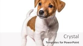  Presentation with old dog - Slide set with puppy-jack-russel-terrier-dog background and a lemonade colored foreground