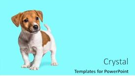  Presentation with old dog - Slide deck enhanced with puppy-jack-russel-terrier-dog background and a arctic colored foreground