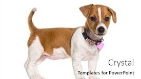  Presentation with pink white - Slide set having puppy-jack-russel-terrier-wearing background and a white colored foreground
