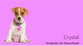  Presentation with puppy - PPT theme enhanced with puppy-jack-russel-terrier-wearing background and a white colored foreground