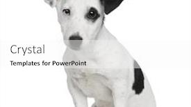  Presentation with russell - Audience pleasing PPT layouts consisting of puppy jack russell terrier 5 months in front of a white background backdrop and a white colored foreground