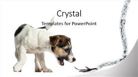  Presentation with russell - Presentation consisting of puppy jack russell terrier playing with a rope 4 months old isolated on white background and a white colored foreground