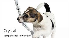 Presentation with russell - Beautiful presentation featuring puppy jack russell terrier playing with a rope 4 months old isolated on white backdrop and a white colored foreground