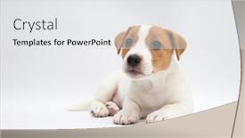  Presentation with russell - Slide set with puppy-jack-russell-terrier background and a white colored foreground