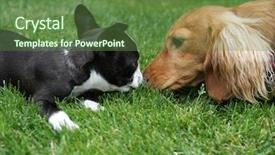  Presentation with rottweiler puppy - Presentation theme enhanced with puppy kisses a boston terrier background and a tawny brown colored foreground