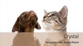  Presentation with european union cohesion - PPT layouts with puppy labrador retriever chocolate european background and a coral colored foreground