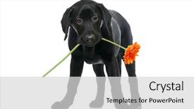  Presentation with puppy - Theme consisting of puppy labrador retriever holds background and a light gray colored foreground