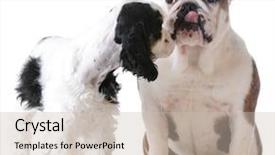  Presentation with puppy english cocker spaniel - Presentation having puppy love - american cocker spaniel background and a  colored foreground