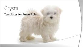  Presentation with puppy - Slide deck consisting of puppy-maltese-lapdog-isolated background and a white colored foreground