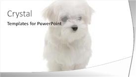  Presentation with puppy - Presentation theme with puppy-maltese-lapdog-isolated background and a white colored foreground