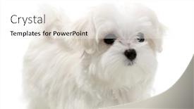 Presentation with puppy - Presentation theme featuring puppy-maltese-lapdog-isolated background and a white colored foreground