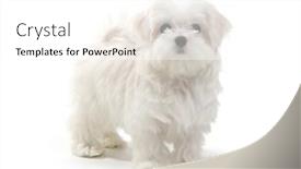  Presentation with puppy - Presentation design consisting of puppy-maltese-lapdog-isolated background and a white colored foreground