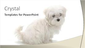  Presentation with puppy - Slide set enhanced with puppy-maltese-lapdog-isolated background and a white colored foreground