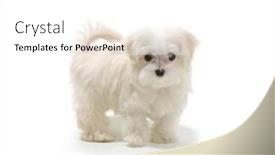  Presentation with puppy - Slide deck enhanced with puppy-maltese-lapdog-isolated background and a white colored foreground