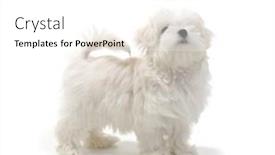  Presentation with puppy - PPT theme consisting of puppy-maltese-lapdog-isolated background and a white colored foreground