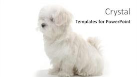  Presentation with puppy - PPT theme having puppy-maltese-lapdog-isolated background and a white colored foreground