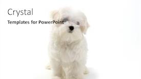  Presentation with puppy - PPT theme enhanced with puppy-maltese-lapdog-isolated background and a white colored foreground