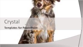  Presentation with american history old flag - Presentation theme featuring puppy-miniatur-americain-shepherd-red background and a light gray colored foreground