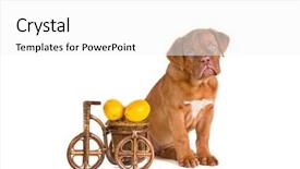  Presentation with gypsy cart - Slide deck featuring puppy near a handycrafted bicycle background and a  colored foreground