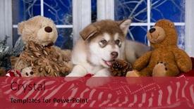  Presentation with dog christmas - PPT layouts having puppy-new-year-s-puppy background and a red colored foreground