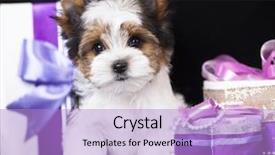  Presentation with puppy - Audience pleasing theme consisting of puppy of a beaver backdrop and a light blue colored foreground