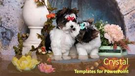  Presentation with puppy - Theme featuring puppy-of-a-biewer-yorkshire background and a tawny brown colored foreground