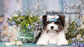  Presentation with puppy - Presentation theme having puppy-of-a-biewer-yorkshire background and a light blue colored foreground