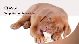  Presentation with dog bone chewing - Slide deck consisting of close up of human hands holding wooden frame with green grass background and a mint green colored foreground