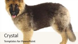  Presentation with police dog - Theme with puppy of german shepard dog background and a lemonade colored foreground