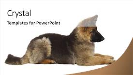  Presentation with cute christmas pug puppy dog - Audience pleasing theme consisting of puppy of german shepard dog backdrop and a white colored foreground