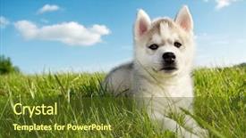  Presentation with husky - PPT layouts with puppy of siberian husky dog background and a tawny brown colored foreground