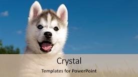 Presentation with husky - Audience pleasing PPT layouts consisting of puppy of siberian husky dog backdrop and a lemonade colored foreground