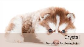  Presentation with husky - Audience pleasing slides consisting of puppy of siberian husky dog backdrop and a coral colored foreground