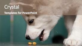  Presentation with pet food - Theme consisting of puppy of siberian husky eating background and a coral colored foreground