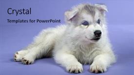  Presentation with husky - Slide deck with puppy of siberian husky background and a light blue colored foreground