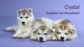  Presentation with husky - PPT layouts having puppy of siberian husky background and a light blue colored foreground
