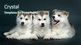 Presentation with husky - Presentation theme having puppy of siberian husky background and a wine colored foreground