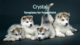  Presentation with husky - Cool new PPT theme with puppy of siberian husky backdrop and a tawny brown colored foreground