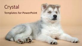  Presentation with husky - Amazing slides having puppy of siberian husky backdrop and a lemonade colored foreground