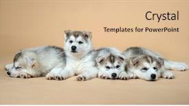  Presentation with husky - Theme consisting of puppy of siberian husky background and a lemonade colored foreground