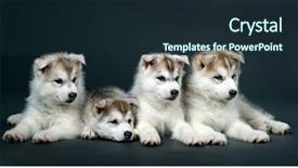  Presentation with husky - Amazing PPT layouts having puppy of siberian husky backdrop and a wine colored foreground