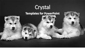  Presentation with husky - Audience pleasing theme consisting of puppy of siberian husky backdrop and a dark gray colored foreground