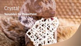  Presentation with dachshund - Slides enhanced with puppy-of-small-rabbit-dachshund background and a coral colored foreground