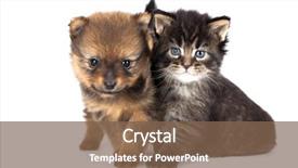  Presentation with kitten - Slides with puppy of the spitz-dog with a kitten background and a violet colored foreground