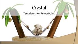  Presentation with puppy english cocker spaniel - Presentation theme having puppy on holidays - english bulldog puppy laying in hammock between two palm trees on white background background and a white colored foreground