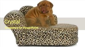  Presentation with furniture - Colorful theme enhanced with furniture - dogue de bordeaux backdrop and a tawny brown colored foreground