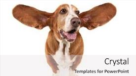 Presentation with basset hound - Audience pleasing slides consisting of puppy paws - funny basset hound backdrop and a light gray colored foreground